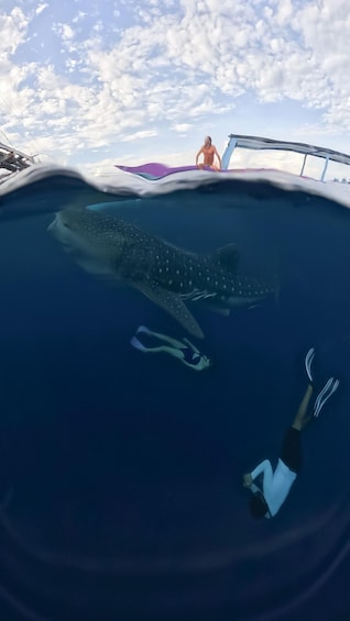 Picture 3 for Activity Sumbawa Tour 2 Days 1 Night ( Whale Shark Tour)