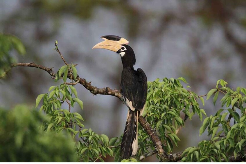 Picture 3 for Activity From Anuradhapura: Full Day Wilpattu's Wild Wonders -Private