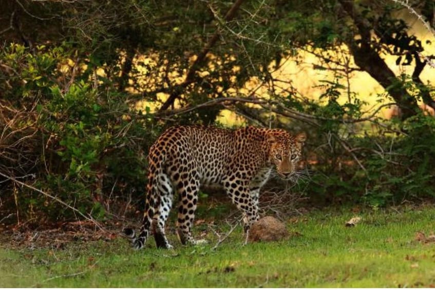 Picture 5 for Activity From Anuradhapura: Full Day Wilpattu's Wild Wonders -Private