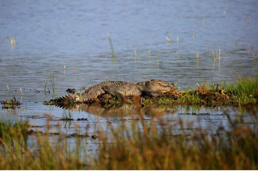 Picture 2 for Activity From Anuradhapura: Full Day Wilpattu's Wild Wonders -Private