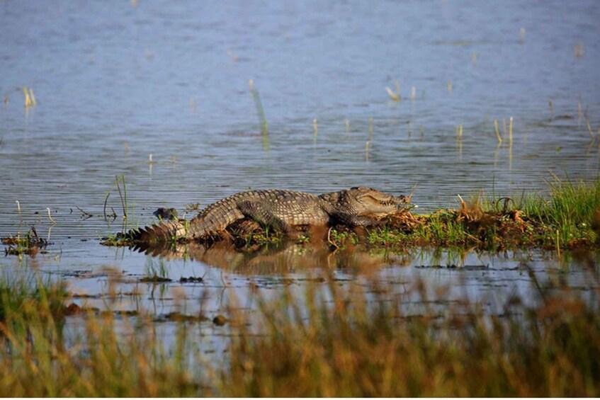 Picture 2 for Activity From Anuradhapura: Full Day Wilpattu's Wild Wonders -Private