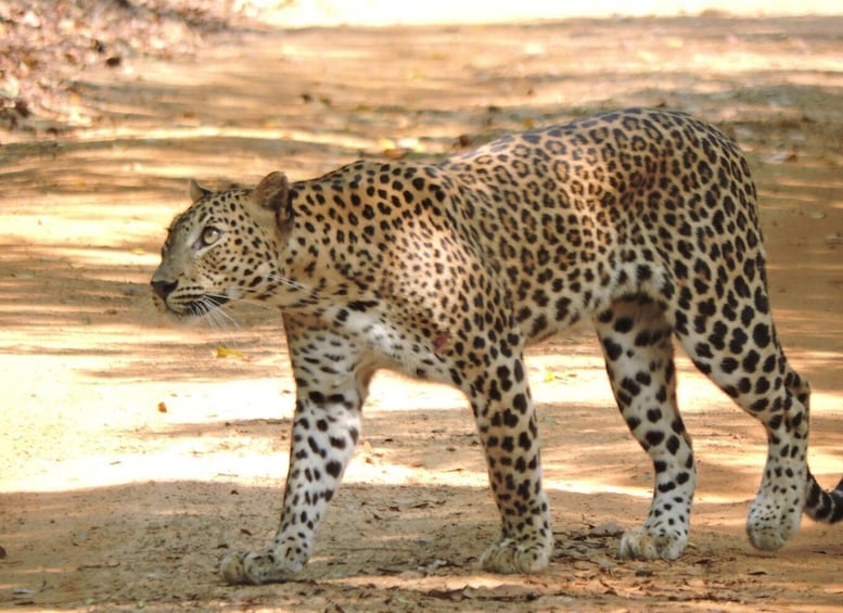 Picture 1 for Activity From Anuradhapura: All Inclusive Full Day Safari at Wilpattu