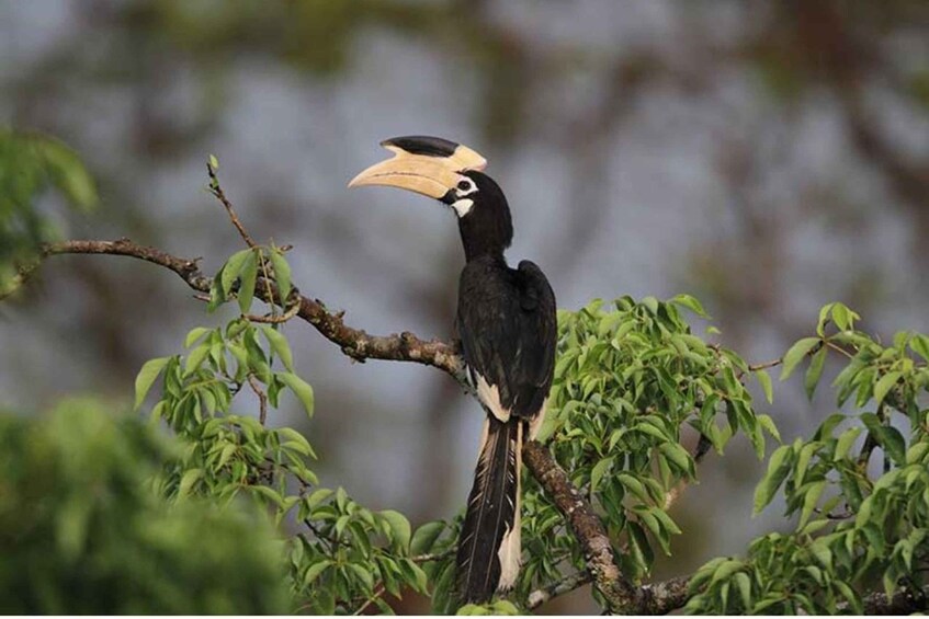 Picture 3 for Activity From Anuradhapura: Full Day Wilpattu's Wild Wonders -Private