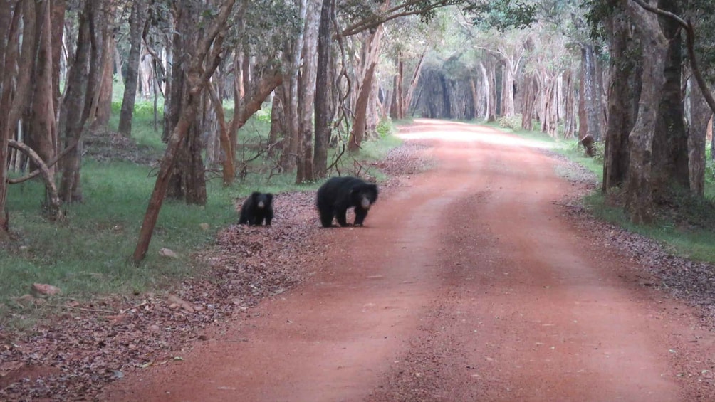 Picture 9 for Activity From Anuradhapura: All Inclusive Full Day Safari at Wilpattu