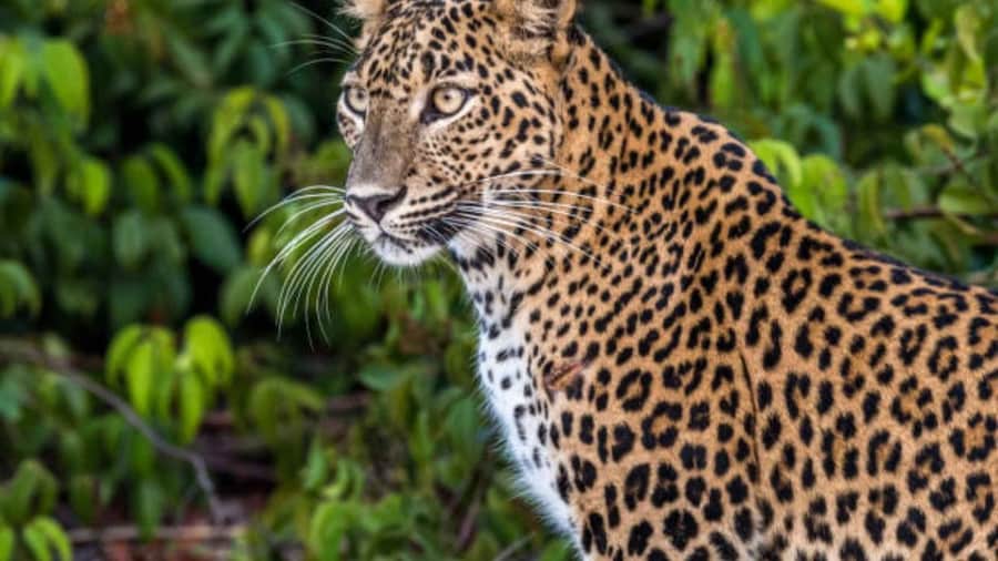 From Anuradhapura: Full Day Wilpattu's Wild Wonders -Private