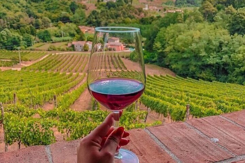 Lucca: Wine Tasting Experience - Tenuta Adamo Winery