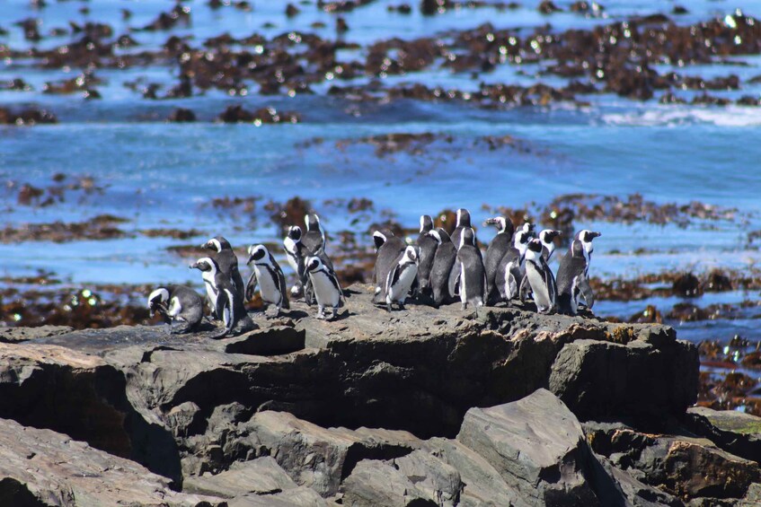 Picture 4 for Activity Robben Island,Table Mountain Full day Private Tour Cape Town