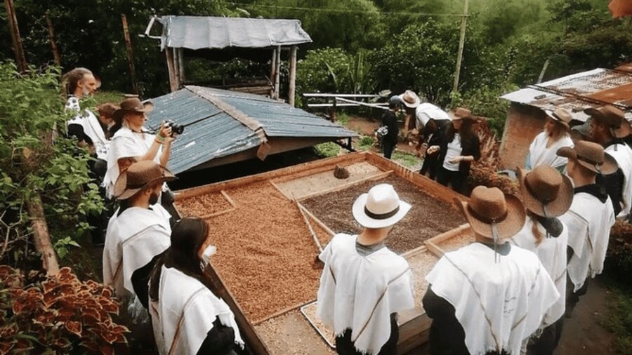 Private Tour to Coffee Farm