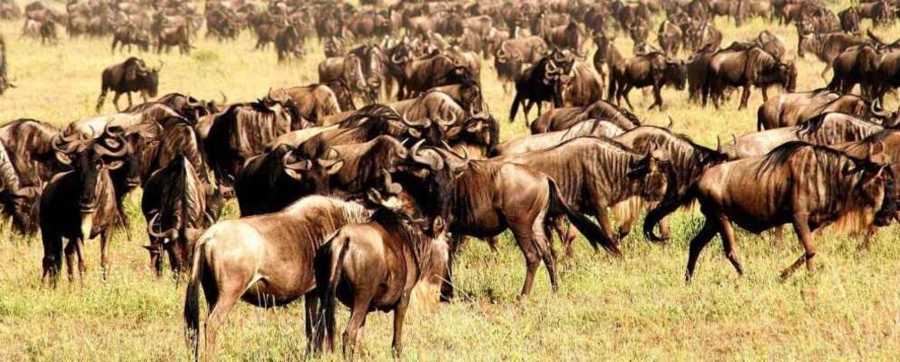 Picture 7 for Activity 4 Days Grumeti Wildebeest Migration Flying Package Safari