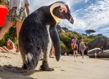 Swim with Penguins at Boulders Beach Penguin Colony