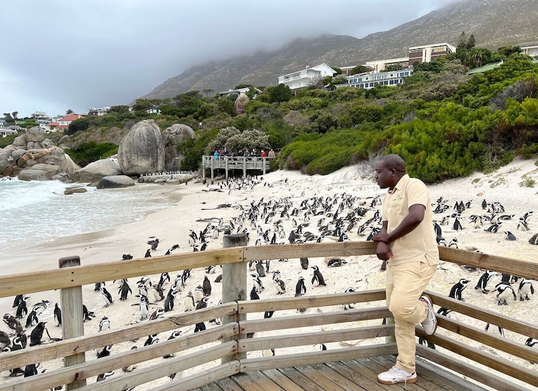 Picture 2 for Activity Swim with Penguins at Boulders Beach Penguin Colony
