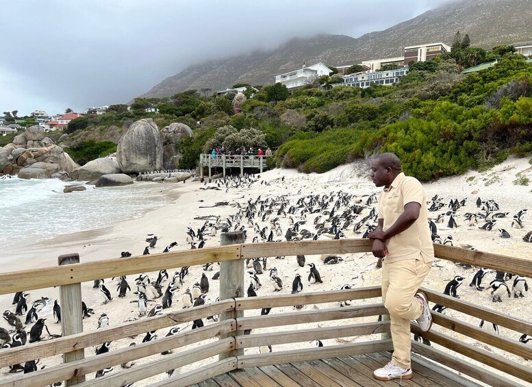 Picture 2 for Activity Swim with Penguins at Boulders Beach Penguin Colony