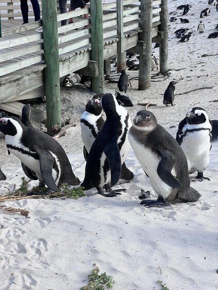 Picture 8 for Activity Swim with Penguins at Boulders Beach Penguin Colony