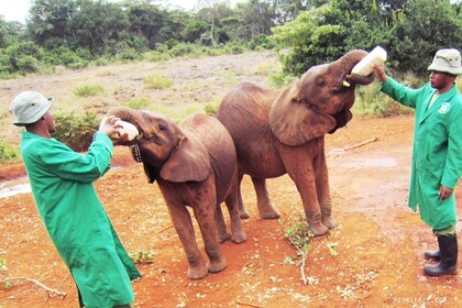 Day Tour to Elephant Orphanage and Giraffe Centre