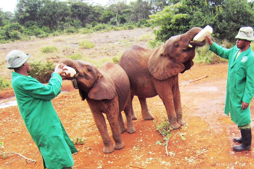 Day Tour to Elephant Orphanage and Giraffe Center