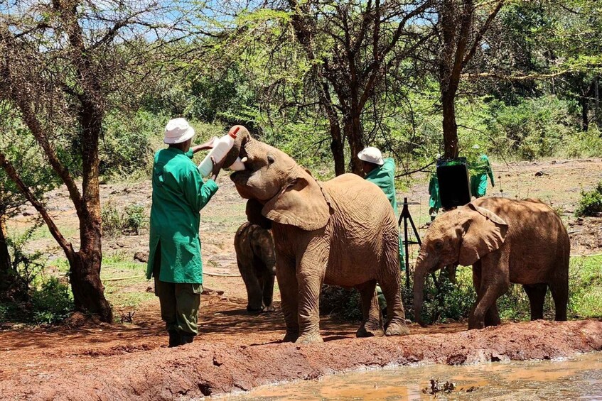 Picture 1 for Activity Day Tour to Elephant Orphanage and Giraffe Center