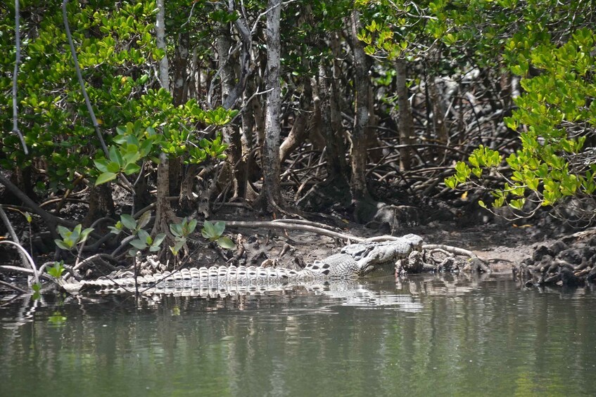 Picture 8 for Activity Port Douglas: River Cruise, Crocodile Spotting, Drink/ Snack