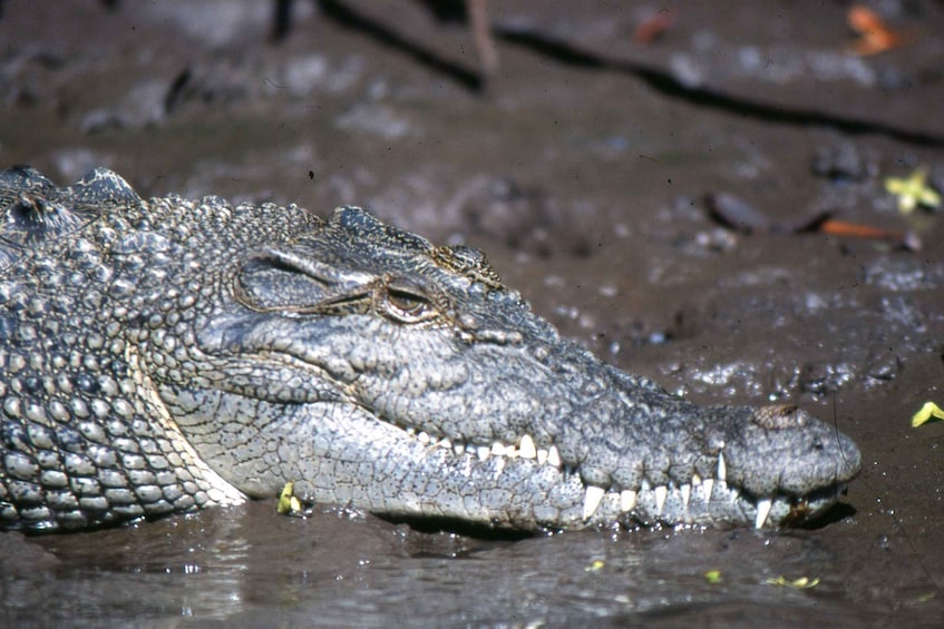 Picture 13 for Activity Port Douglas: River Cruise, Crocodile Spotting, Drink/ Snack