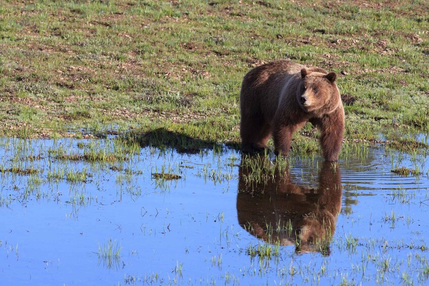 Picture 4 for Activity Old Faithful & Yellowstone Highlights - National Park Tour