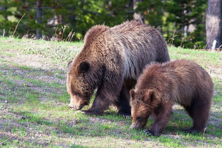 Picture 2 for Activity Old Faithful & Yellowstone Highlights - National Park Tour