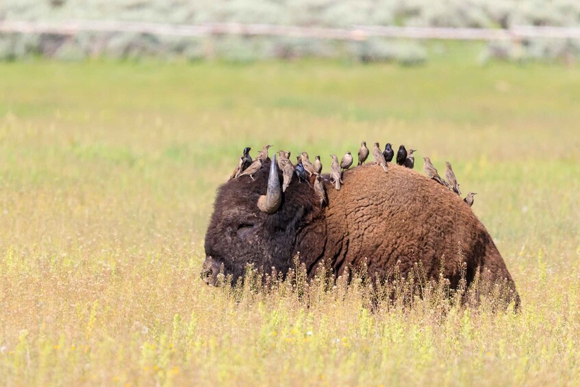 Old Faithful & Yellowstone Highlights - National Park Tour