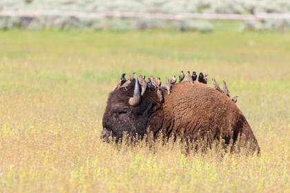 Old Faithful et Yellowstone - Parc national excursion