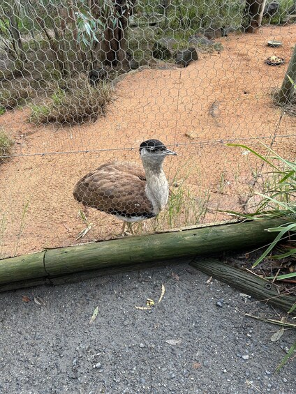 Picture 16 for Activity From Adelaide: Cuddle a Koala and Historic Hahndorf Tour