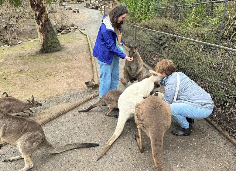 Picture 11 for Activity From Adelaide: Cuddle a Koala and Historic Hahndorf Tour