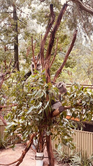 Picture 36 for Activity From Adelaide: Cuddle a Koala and Historic Hahndorf Tour