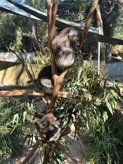 Picture 6 for Activity From Adelaide: Cuddle a Koala and Historic Hahndorf Tour
