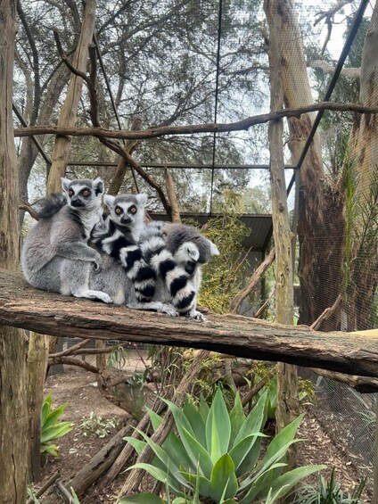 Picture 49 for Activity From Adelaide: Cuddle a Koala and Historic Hahndorf Tour