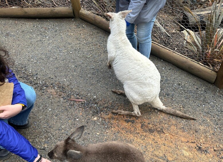 Picture 7 for Activity From Adelaide: Cuddle a Koala and Historic Hahndorf Tour