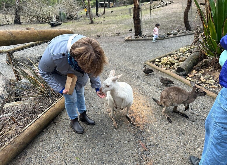 Picture 8 for Activity From Adelaide: Cuddle a Koala and Historic Hahndorf Tour