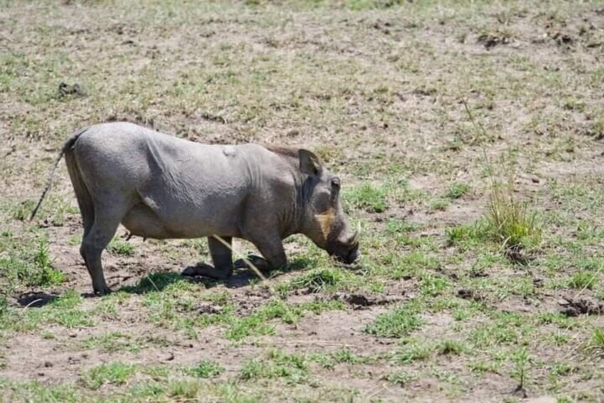 Private 2 Day Diani Beach to Tsavo East Tour