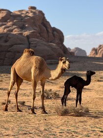 All inclusive Wadi Rum 2 Day Desert Experience