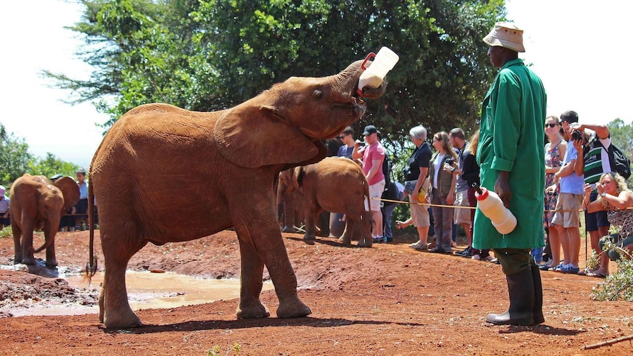 David Sheldrick Elephant Orphanage Guided Tour