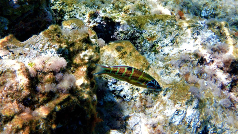Picture 4 for Activity Cala Codolar: Guided Sea Kayaking and Snorkeling Tour