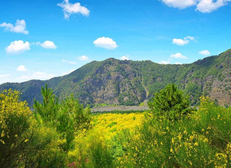 Picture 1 for Activity From Salerno: Vesuvius & Pompeii with audioguide