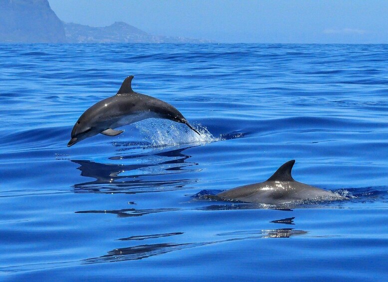 Picture 2 for Activity Olbia: Dolphin Watching & Swim and snorkel in Capo Figari