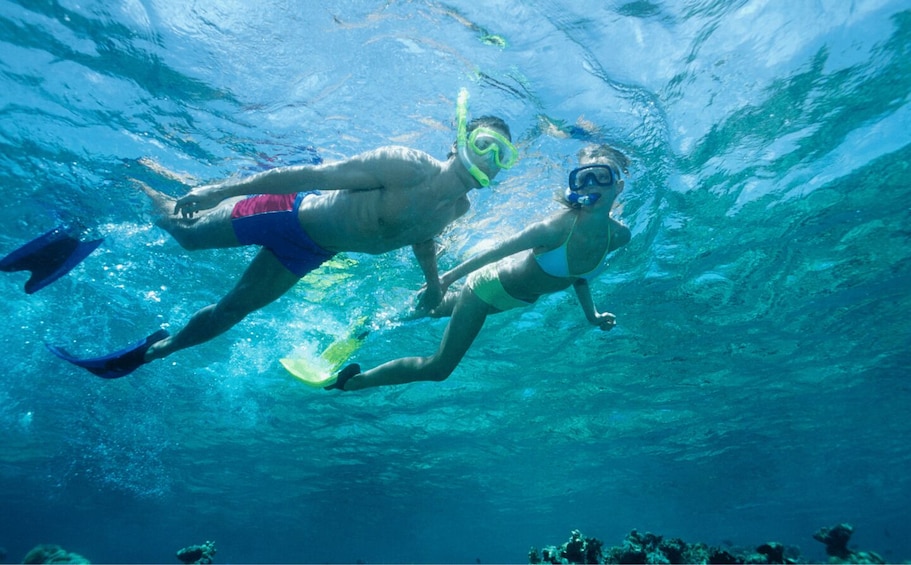 Picture 4 for Activity Olbia: Dolphin Watching & Swim and snorkel in Capo Figari