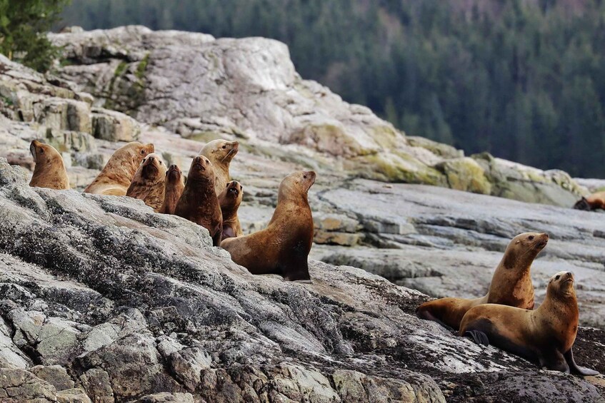 Picture 15 for Activity Campbell River: Whale Watching and Wildlife Viewing Day Tour