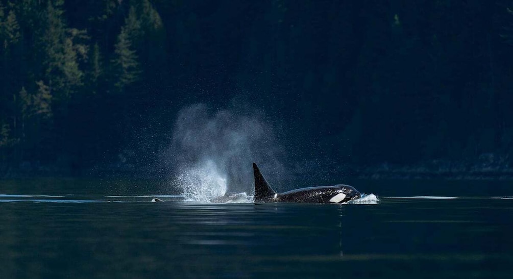 Campbell River: Whale Watching and Wildlife Viewing Day Tour