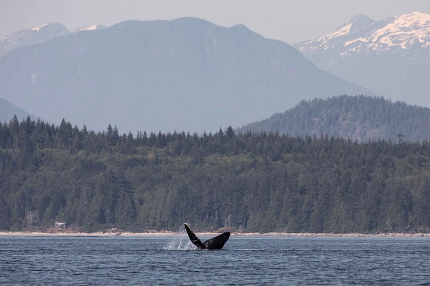 Picture 13 for Activity Campbell River: Whale Watching and Wildlife Viewing Day Tour