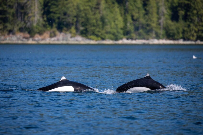 Picture 16 for Activity Campbell River: Whale Watching and Wildlife Viewing Day Tour