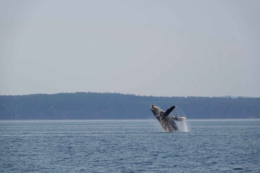 Picture 6 for Activity Campbell River: Whale Watching and Wildlife Viewing Day Tour