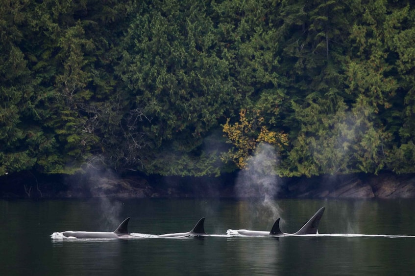 Picture 7 for Activity Campbell River: Whale Watching and Wildlife Viewing Day Tour