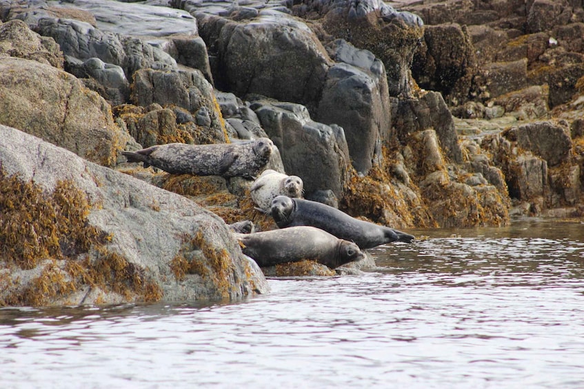 Picture 9 for Activity Campbell River: Whale Watching and Wildlife Viewing Day Tour