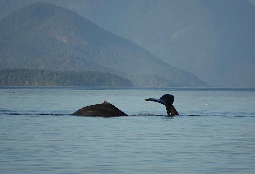 Picture 17 for Activity Campbell River: Whale Watching and Wildlife Viewing Day Tour