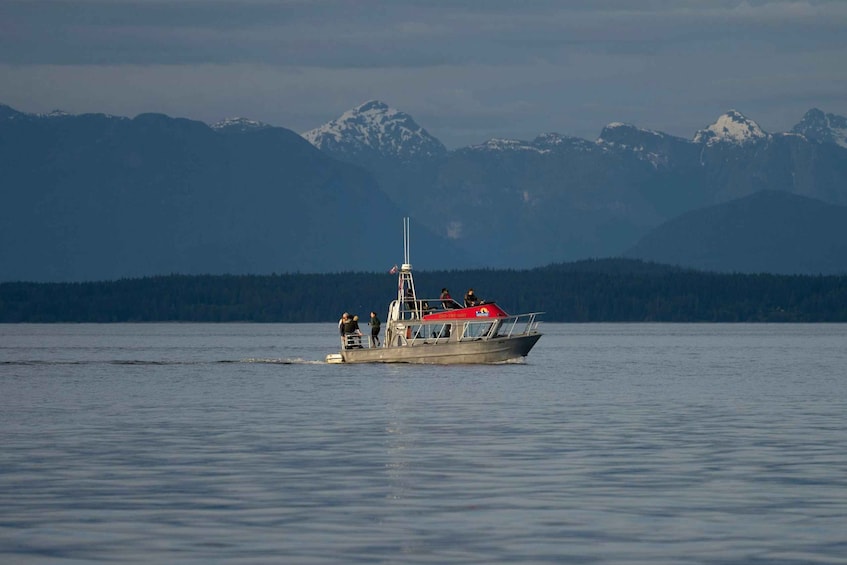 Picture 14 for Activity Campbell River: Whale Watching and Wildlife Viewing Day Tour