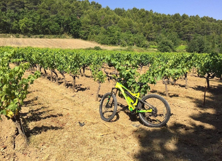 Picture 4 for Activity Luberon: Goult Vineyard Bike Tour